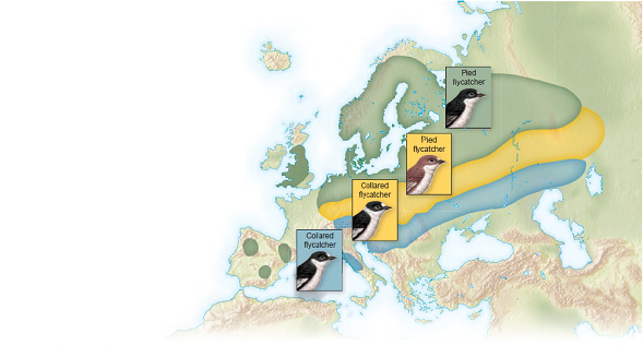 Refer to figure 22.6. In Europe, pied and collared fl ycatchers are dissimilar in sympatry, but very similar in allopatry, consistent with character divergence in coloration. In this case, there is no competition for ecological resources as in other cases of character divergence discussed. How might this example work    Figure 22.6 Reinforcement in European flycatchers. The pied flycatcher (Ficedula hypoleuca) and the collared flycatcher (F. albicollis) appear very similar when they occur alone. However, in places where the two species occur sympatrically (indicated by the yellow color on the map), they have evolved differences in color and pattern, which allow individuals to choose mates from their own species and thus avoid hybridizing.