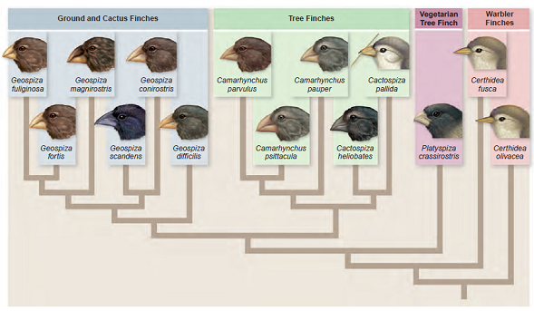 Refer to figure 22.14. Geospiza fuliginosa and Geospiza fortis are found in sympatry on at least one island in the Galápagos and in allopatry on several islands in the same archipelago. Compare your expectations about degree of morphological similarity of the two species in these two contexts, given the hypothesis that competition for food played a large role in the adaptive radiation of this group. Would your expectations be the same for a pair of finch species that are not as closely related Explain.    Figure 22.14 An evolutionary tree of Darwin's finches. This evolutionary tree, derived from examination of DNA sequences, suggests that warbler finches are an early offshoot. Ground and tree finches subsequently diverged, and then species within each group specialized to use different resources. Recent studies have shown, surprisingly, that the two warbler finches are not each other's closest relatives. Rather, Certhidea fusca is more closely related to the remaining Darwin's finches than it is to C. olivacea.