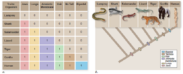 List the synapomorphy and the taxa defi ned by that synapomorphy for the groups pictured in figure 23.2. Name each group defined by a set of synapomorphies in a way that might be construed as informative about what kind of characters define the group.    Figure 23.2 A cladogram. a. Morphological data for a group of seven vertebrates are tab ulated. A 1 indicates possession of the derived character state, and a 0 indicates possession of the ancestral character state (note that the derived state for character no tail is the absence of a tail; for all other traits, absence of the trait is the ancestral character state). b. A tree, or cladogram, diagrams the relationships among the organisms based on the presence of derived characters. The derived characters between the cladogram branch points are shared by all organisms above the branch points and are not present in any below them. The outgroup (in this case, the lamprey) does not possess any of the derived characters.