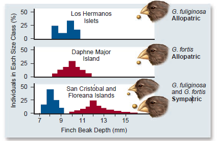 Refer to figure 57.7. Examine the pattern of beak size distributions of two species of finches on the Galápagos Islands. One hypothesis that can be drawn from this pattern is that character displacement has taken place. Are there other hypotheses If so, how would you test them  <div style=padding-top: 35px> 