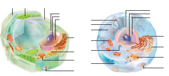 Kartagener syndrome is a genetic disorder caused by a mutated form of the protein dynein. Affected people have chronically irritated sinuses, and mucus builds up in the airways to their lungs. Bacteria form huge populations in the thick mucus. Their metabolic by-products and the inflammation they trigger combine to damage tissues. Males affected by the syndrome can produce sperm, but they are infertile (Figure 4.30). Some have still become fathers with the help of a procedure that injects sperm cells directly into eggs. Explain how an abnormal dynein molecule could cause the observed effects.       