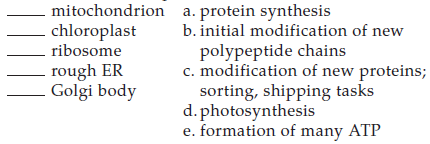 Match each cell component with its function.   