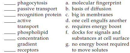 Match the term with its most suitable description.