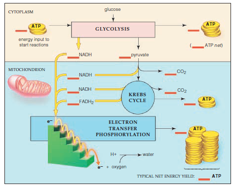 Match the event with its most suitable description.