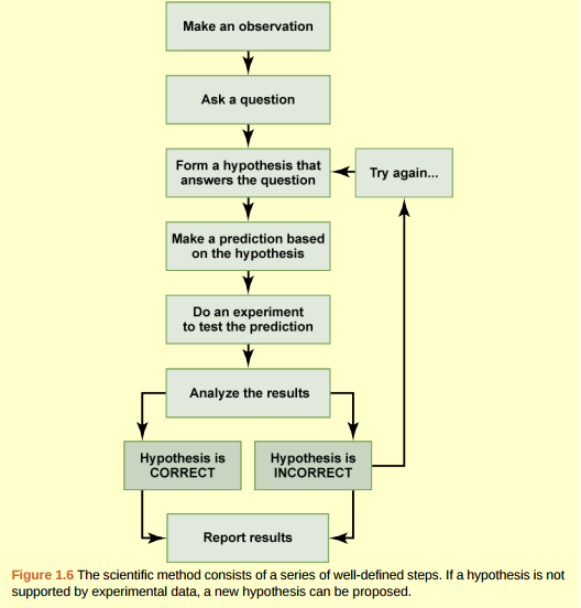 Figure 1.6 In the example below, the scientific method is used to solve an everyday problem. Order the scientific method steps (numbered items) with the process of solving the everyday problem (lettered items). Based on the results of the experiment, is the hypothesis correct? If it is incorrect, propose some alternative hypotheses. 1) Observation 2) Question 3) Hypothesis (answer) 4) Prediction 5) Experiment 6) Result A) There is something wrong with the electrical outlet. B) If something is wrong with the outlet, my coffeemaker also won't work when plugged into it. C) My toaster doesn't toast my bread. D) I plug my coffee maker into the outlet. E) My coffeemaker works. f. Why doesn't my toaster work?