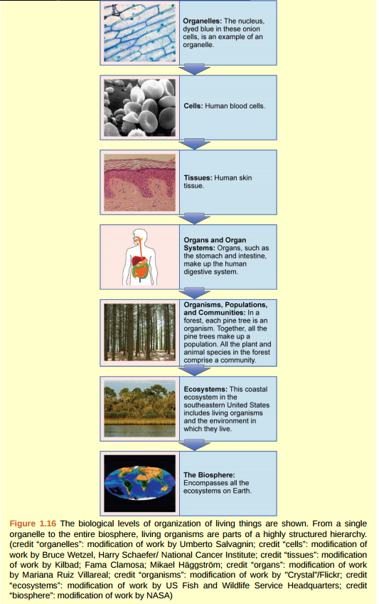 Figure 1.16 Which of the following statements is false? A) Tissues exist within organs which exist within organ systems. B) Communities exist within populations which exist within ecosystems. C) Organelles exist within cells which exist within tissues. D) Communities exist within ecosystems which exist in the biosphere.