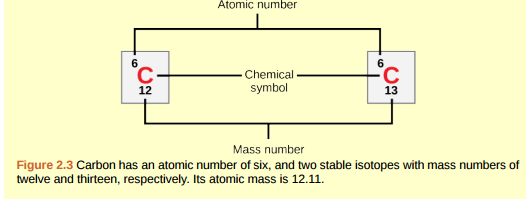 Figure 2.3 How many neutrons do carbon-12 and carbon-13 have, respectively?  