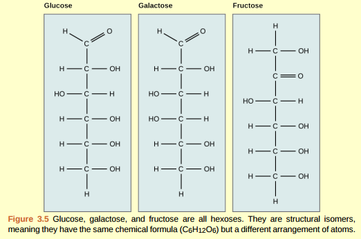 Figure 3.5 What kind of sugars are these, aldose or ketose?  