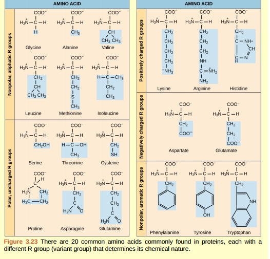 Figure 3.23 Which categories of amino acid would you expect to find on the surface of a soluble protein, and which would you expect to find in the interior? What distribution of amino acids would you expect to find in a protein embedded in a lipid bilayer?  