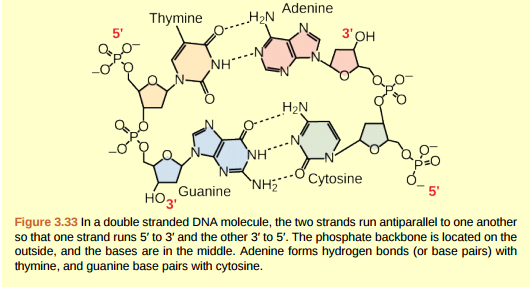 Figure 3.33 A mutation occurs, and cytosine is replaced with adenine. What impact do you think this will have on the DNA structure?