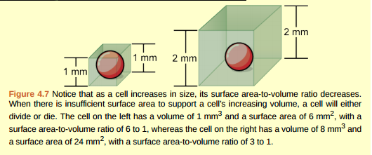 Figure 4.7 Prokaryotic cells are much smaller than eukaryotic cells. What advantages might small cell size confer on a cell? What advantages might large cell size have?  