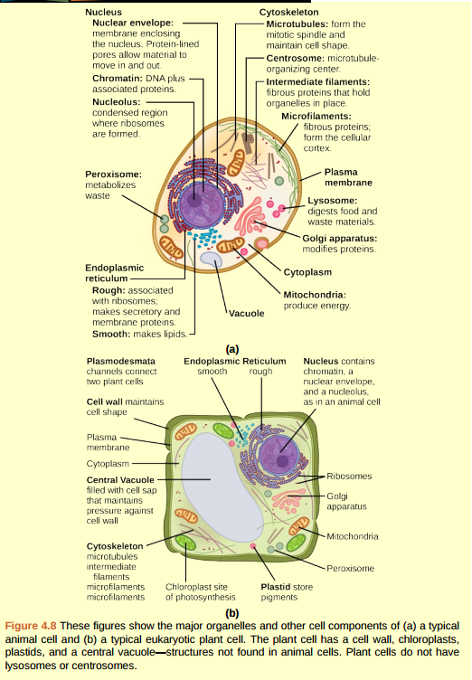 Figure 4.8 If the nucleolus were not able to carry out its function, what other cellular organelles would be affected?