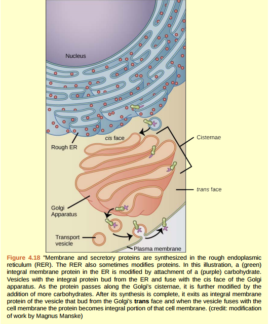 Figure 4.18 If a peripheral membrane protein were synthesized in the lumen (inside) of the ER, would it end up on the inside or outside of the plasma membrane?  
