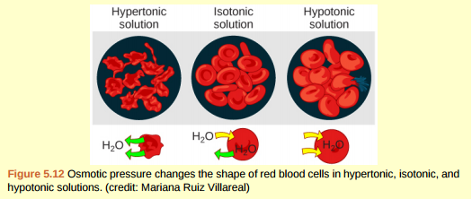 Figure 5.12 A doctor injects a patient with what the doctor thinks is an isotonic saline solution. The patient dies, and an autopsy reveals that many red blood cells have been destroyed. Do you think the solution the doctor injected was really isotonic?  