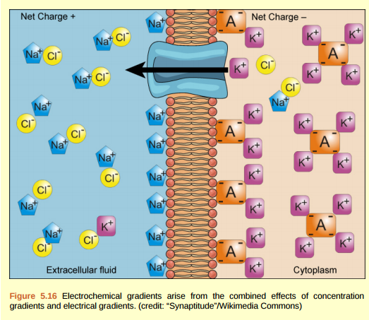 Figure 5.16 Injection of a potassium solution into a person's blood is lethal; this is used in capital punishment and euthanasia. Why do you think a potassium solution injection is lethal?  