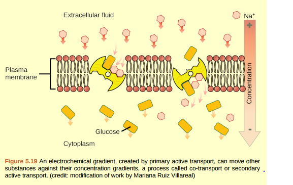 Figure 5.19 If the pH outside the cell decreases, would you expect the amount of amino acids transported into the cell to increase or decrease?  