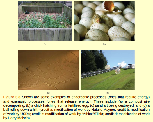 Figure 6.8 Look at each of the processes shown, and decide if it is endergonic or exergonic. In each case, does enthalpy increase or decrease, and does entropy increase or decrease?