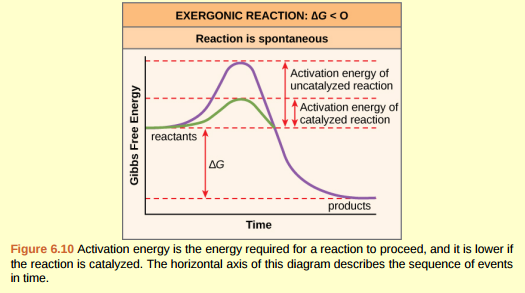 Figure 6.10 If no activation energy were required to break down sucrose (table sugar), would you be able to store it in a sugar bowl?