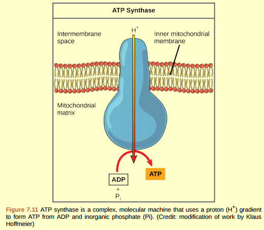 Figure 7.11 Dinitrophenol (DNP) is an uncoupler that makes the inner mitochondrial membrane leaky to protons. It was used until 1938 as a weight-loss drug. What effect would you expect DNP to have on the change in pH across the inner mitochondrial membrane? Why do you think this might be an effective weightloss drug?  