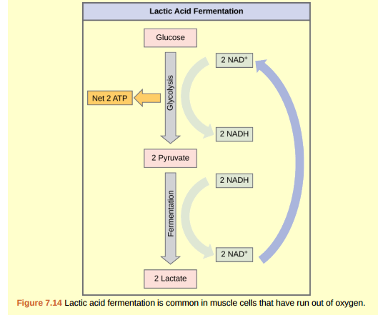 Figure 7.14 Tremetol, a metabolic poison found in the white snake root plant, prevents the metabolism of lactate. When cows eat this plant, it is concentrated in the milk they produce. Humans who consume the milk become ill. Symptoms of this disease, which include vomiting, abdominal pain, and tremors, become worse after exercise. Why do you think this is the case?
