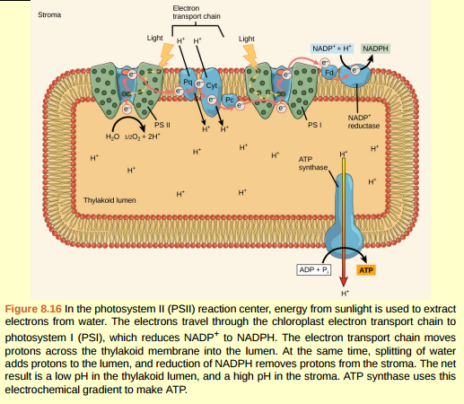 Figure 8.16 What is the source of electrons for the chloroplast electron transport chain? A) Water B) Oxygen C) Carbon dioxide D) NADPH