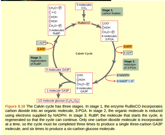 Figure 8.18 Which of the following statements is true? A) In photosynthesis, oxygen, carbon dioxide, ATP, and NADPH are reactants. G3P and water are products. B) In photosynthesis, chlorophyll, water, and carbon dioxide are reactants. G3P and oxygen are products. C) In photosynthesis, water, carbon dioxide, ATP, and NADPH are reactants. RuBP and oxygen are products. D) In photosynthesis, water and carbon dioxide are reactants. G3P and oxygen are products.