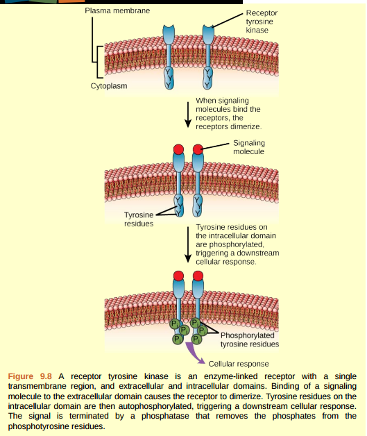 Figure 9.8 HER2 is a receptor tyrosine kinase. In 30 percent of human breast cancers, HER2 is permanently activated, resulting in unregulated cell division. Lapatinib, a drug used to treat breast cancer, inhibits HER2 receptor tyrosine kinase autophosphorylation (the process by which the receptor adds phosphates onto itself), thus reducing tumor growth by 50 percent. Besides autophosphorylation, which of the following steps would be inhibited by Lapatinib? a. Signaling molecule binding, dimerization, and the downstream cellular response. b. Dimerization, and the downstream cellular response. c. The downstream cellular response.  d. Phosphatase activity, dimerization, and the downsteam cellular response.  