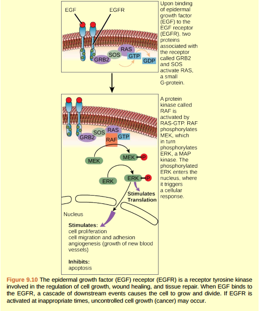 Figure 9.10 In certain cancers, the GTPase activity of the RAS G-protein is inhibited. This means that the RAS protein can no longer hydrolyze GTP into GDP. What effect would this have on downstream cellular events?  