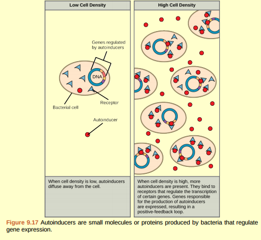 Figure 9.17 Which of the following statements about quorum sensing is false? A) Autoinducer must bind to receptor to turn on transcription of genes responsible for the production of more autoinducer. B) The receptor stays in the bacterial cell, but the autoinducer diffuses out. C) Autoinducer can only act on a different cell: it cannot act on the cell in which it is made. D) Autoinducer turns on genes that enable the bacteria to form a biofilm.