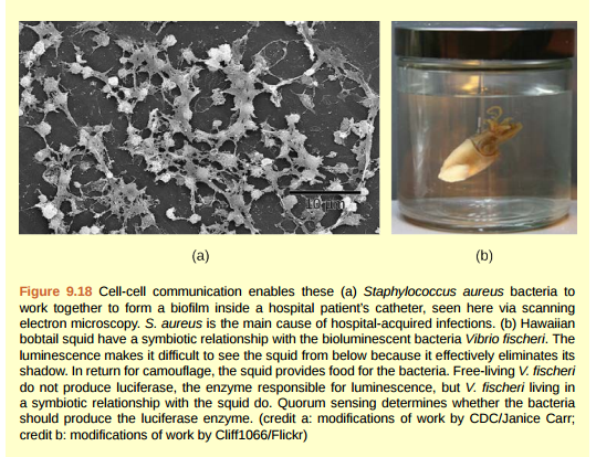 Figure 9.18 What advantage might biofilm production confer on the S. aureus inside the catheter?  