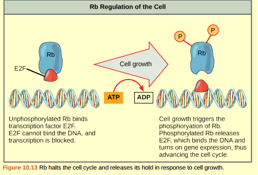 Figure 10.13 Rb and other proteins that negatively regulate the cell cycle are sometimes called tumor suppressors. Why do you think the name tumor suppressor might be an appropriate for these proteins?