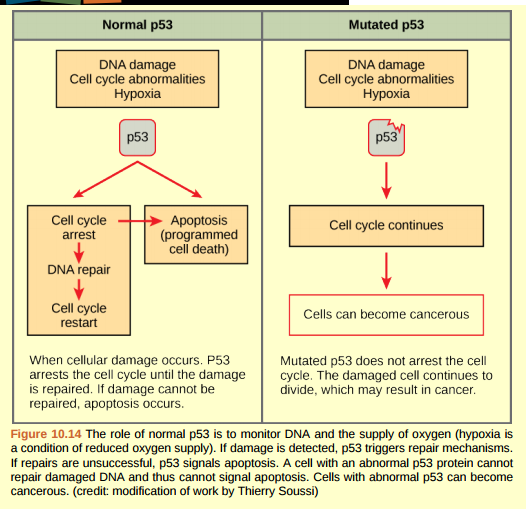 Figure 10.14 Human papillomavirus can cause cervical cancer. The virus encodes E6, a protein that binds p53. Based on this fact and what you know about p53, what effect do you think E6 binding has on p53 activity? a. E6 activates p53 b. E6 inactivates p53 c. E6 mutates p53 d. E6 binding marks p53 for degradation.