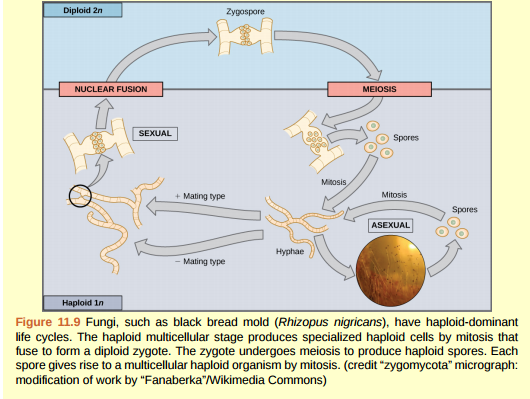 Figure 11.9 If a mutation occurs so that a fungus is no longer able to produce a minus mating type, will it still be able to reproduce?