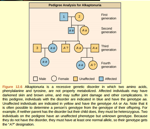 Figure 12.6 What are the genotypes of the individuals labeled 1, 2 and 3?  