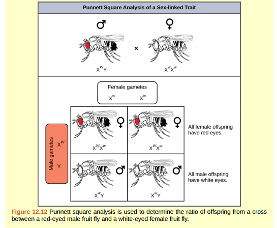 Figure 12.12 What ratio of offspring would result from a cross between a white-eyed male and a female that is heterozygous for red eye color?