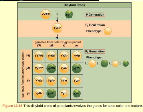 Figure 12.16 In pea plants, purple flowers (P) are dominant to white flowers (p) and yellow peas (Y) are dominant to green peas (y). What are the possible genotypes and phenotypes for a cross between PpYY and ppYy pea plants? How many squares do you need to do a Punnett square analysis of this cross?