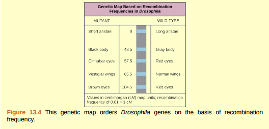 Figure 13.4 Which of the following statements is true? A) Recombination of the body color and red/cinnabar eye alleles will occur more frequently than recombination of the alleles for wing length and aristae length. B) Recombination of the body color and aristae length alleles will occur more frequently than recombination of red/ brown eye alleles and the aristae length alleles. C) Recombination of the gray/black body color and long/short aristae alleles will not occur. D) Recombination of the red/brown eye and long/short aristae alleles will occur more frequently than recombination of the alleles for wing length and body color.