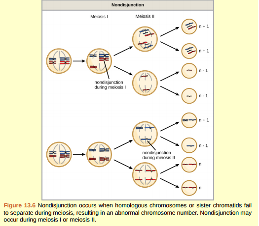 Figure 13.6 Which of the following statements about nondisjunction is true? A) Nondisjunction only results in gametes with n+1 or n-1 chromosomes. B) Nondisjunction occurring during meiosis II results in 50 percent normal gametes. C) Nondisjunction during meiosis I results in 50 percent normal gametes. D) Nondisjunction always results in four different kinds of gametes.