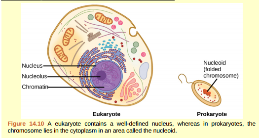 Figure 14.10 In eukaryotic cells, DNA and RNA synthesis occur in a separate compartment from protein synthesis. In prokaryotic cells, both processes occur together. What advantages might there be to separating the processes? What advantages might there be to having them occur together?  