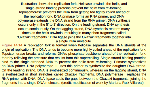 Figure 14.14 You isolate a cell strain in which the joining together of Okazaki fragments is impaired and suspect that a mutation has occurred in an enzyme found at the replication fork. Which enzyme is most likely to be mutated?