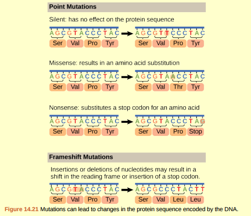 Figure 14.21 A frameshift mutation that results in the insertion of three nucleotides is often less deleterious than a mutation that results in the insertion of one nucleotide. Why?