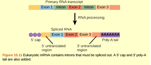 Figure 15.11 A scientist splices a eukaryotic promoter in front of a bacterial gene and inserts the gene in a bacterial chromosome. Would you expect the bacteria to transcribe the gene?  