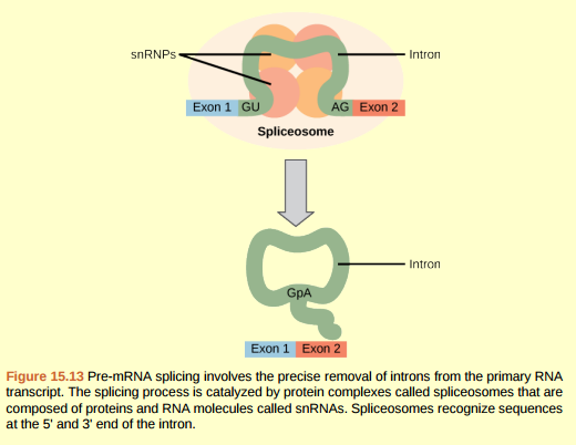 Figure 15.13 Errors in splicing are implicated in cancers and other human diseases. What kinds of mutations might lead to splicing errors? Think of different possible outcomes if splicing errors occur.