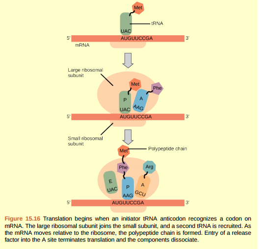 Figure 15.16 Many antibiotics inhibit bacterial protein synthesis. For example, tetracycline blocks the A site on the bacterial ribosome, and chloramphenicol blocks peptidyl transfer. What specific effect would you expect each of these antibiotics to have on protein synthesis? Tetracycline would directly affect: A) tRNA binding to the ribosome B) ribosome assembly C) growth of the protein chain Chloramphenicol would directly affect A) tRNA binding to the ribosome B) ribosome assembly C) growth of the protein chain.  