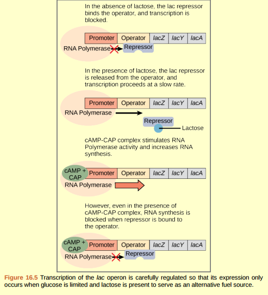 Figure 16.5 In E. coli, the trp operon is on by default, while the lac operon is off. Why do you think that this is the case?
