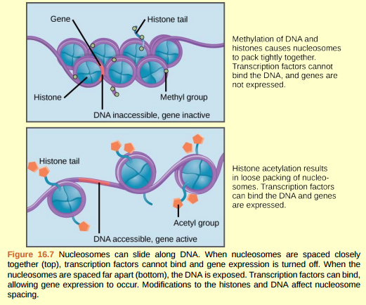 Figure 16.7 In females, one of the two X chromosomes is inactivated during embryonic development because of epigenetic changes to the chromatin. What impact do you think these changes would have on nucleosome packing?