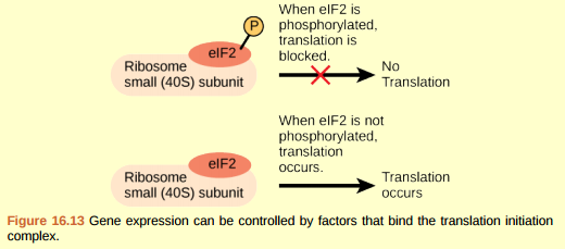 Figure 16.13 An increase in phosphorylation levels of eIF-2 has been observed in patients with neurodegenerative diseases such as Alzheimer's, Parkinson's, and Huntington's. What impact do you think this might have on protein synthesis?