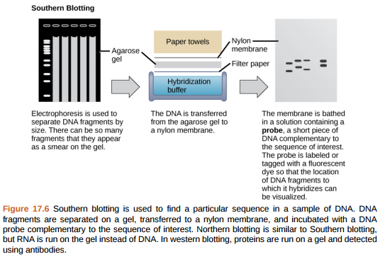 Figure 17.6 You are working in a molecular biology lab and, unbeknownst to you, your lab partner left the foreign genomic DNA that you are planning to clone on the lab bench overnight instead of storing it in the freezer. As a result, it was degraded by nucleases, but still used in the experiment. The plasmid, on the other hand, is fine. What results would you expect from your molecular cloning experiment? a. There will be no colonies on the bacterial plate. b. There will be blue colonies only. c. There will be blue and white colonies. d. The will be white colonies only.