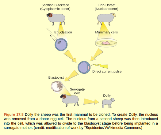 Figure 17.8 Do you think Dolly was a FinnDorset or a Scottish Blackface sheep?  