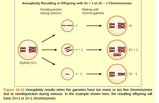 Figure 18.14 Which is most likely to survive, offspring witH<sub>2</sub>n+1 chromosomes or offspring witH<sub>2</sub>n-1 chromosomes?  